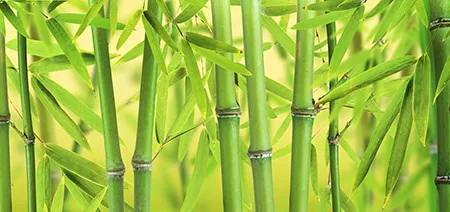bamboo vinegar detox foot pads key ingredient