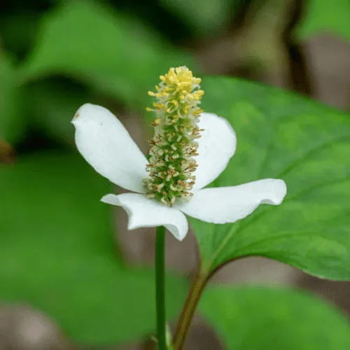 Pad of foot detox pads promoting softer skin and relaxation